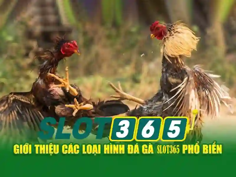 Slot365 – Cổng trò chơi slot trực tuyến đáng tin cậy